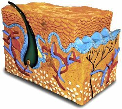 schéma structure des cheveux de la racine, aux cellules kératine en passant par le follicule pileux